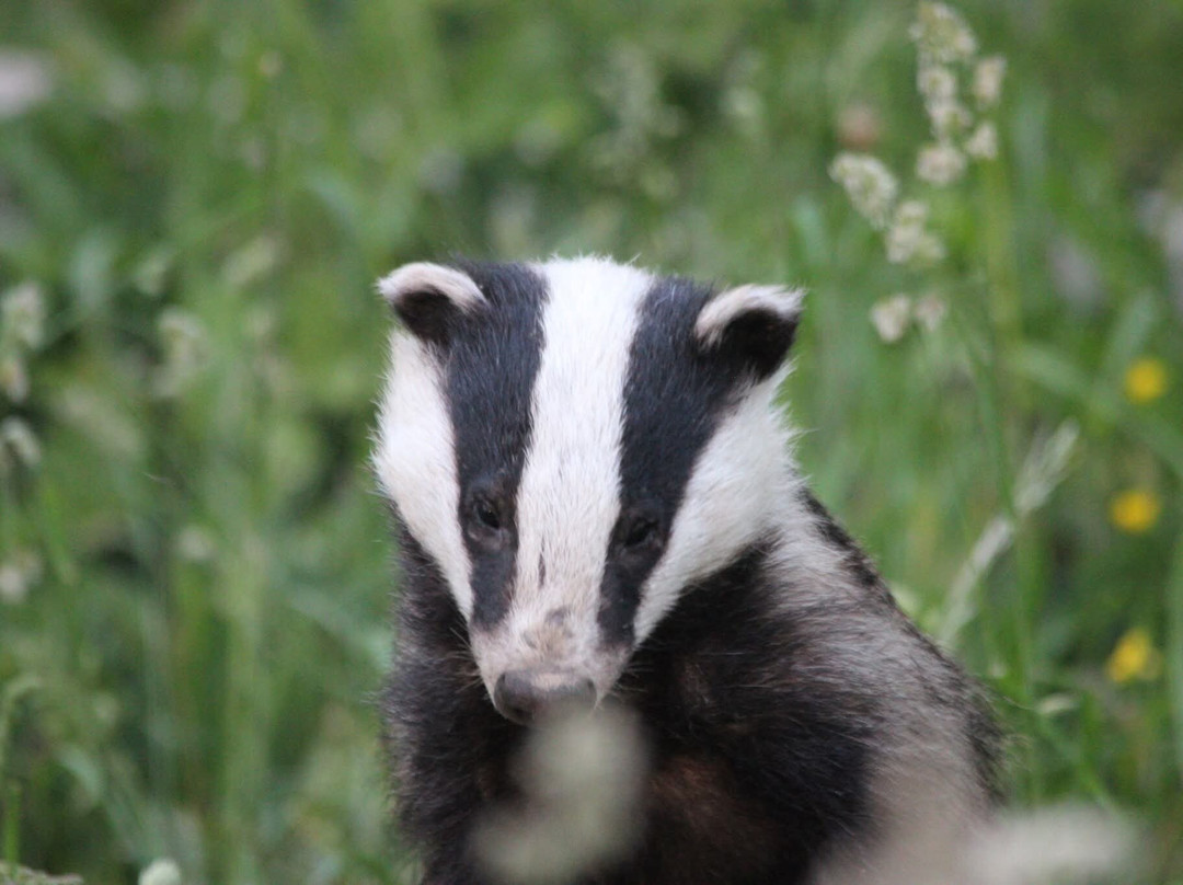 Badger Watch Dorset-Buckland Newton必去景点
