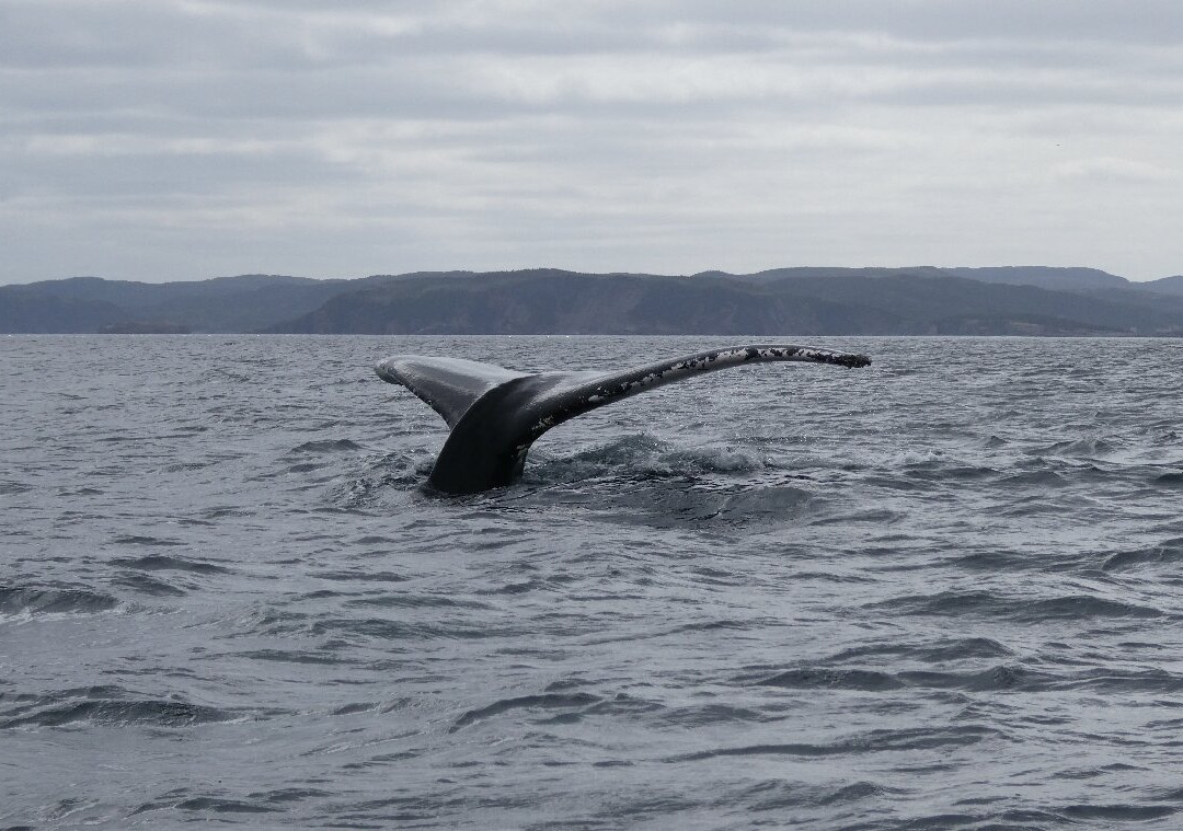 Sea of Whales Adventures-Trinity必去景点