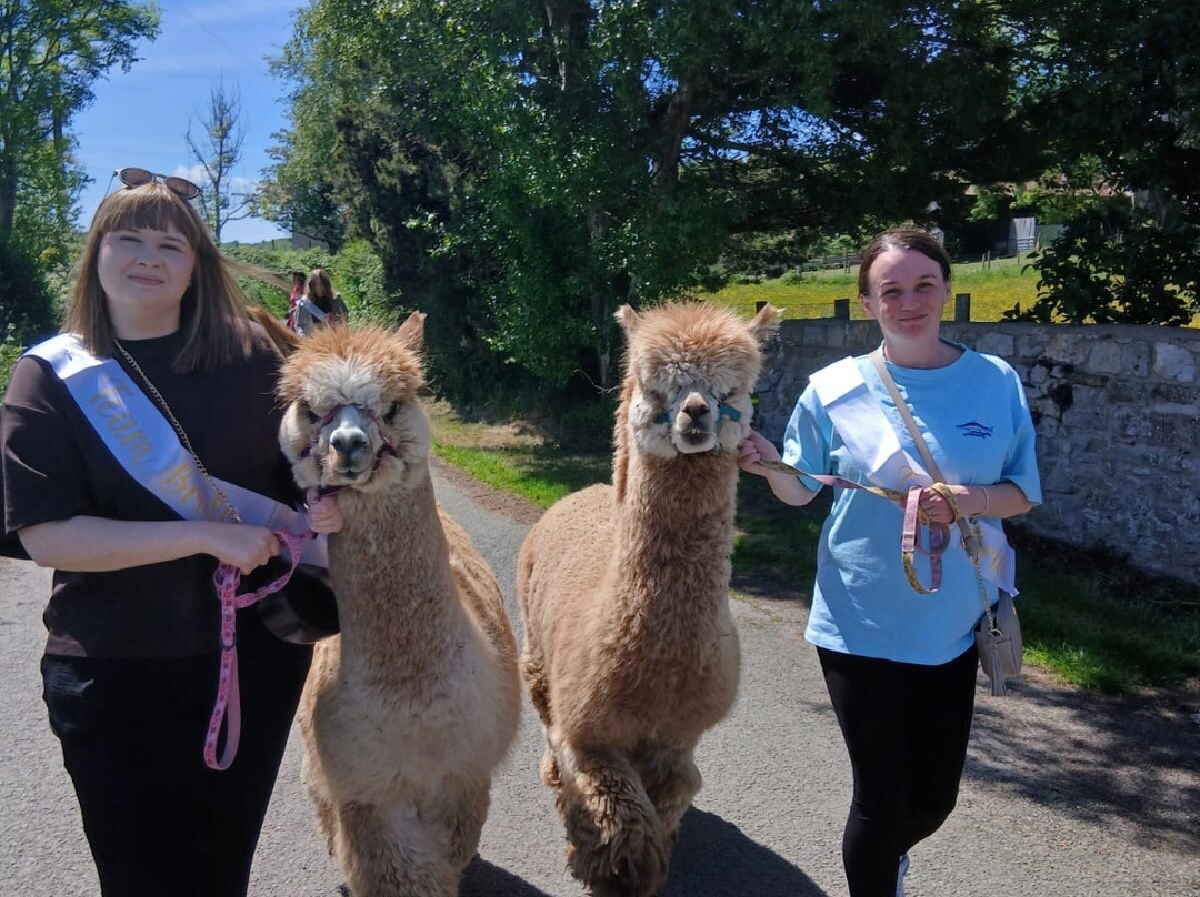 Woolly Experiences Therapy Farm-Mold必去景点