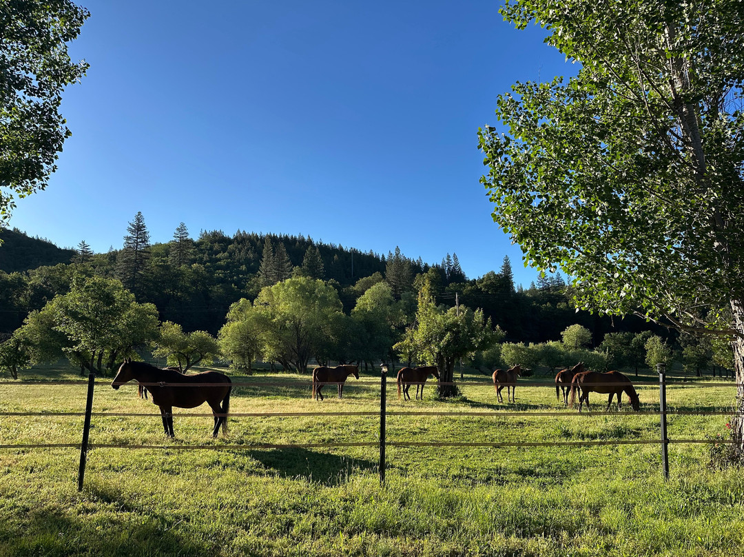 Blackberry Inn at Yosemite主图