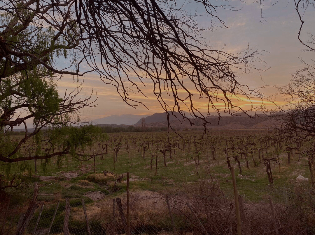Bodega Federico Mena Saravia