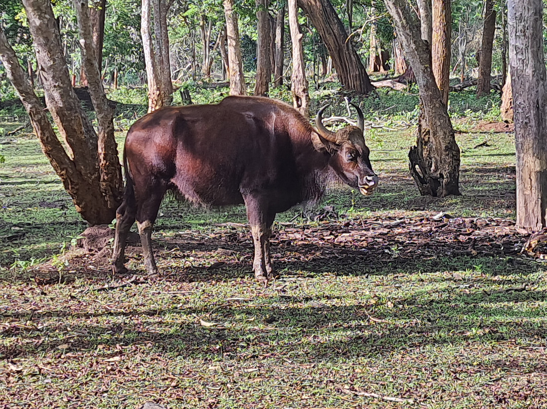 Kabini Wildlife Safari - Day Tour-纳加尔霍雷国家公园必去景点