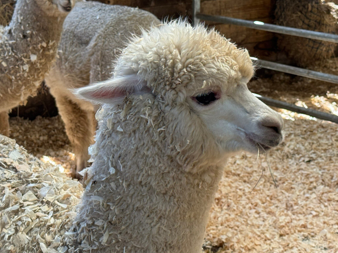 Popham Farm Alpaca Trekking-索尔塔什必去景点