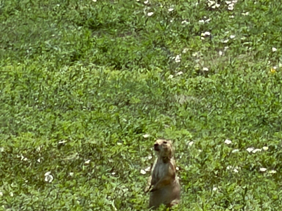 Rocky Mountain Arsenal National Wildlife Refuge-Commerce City必去景点