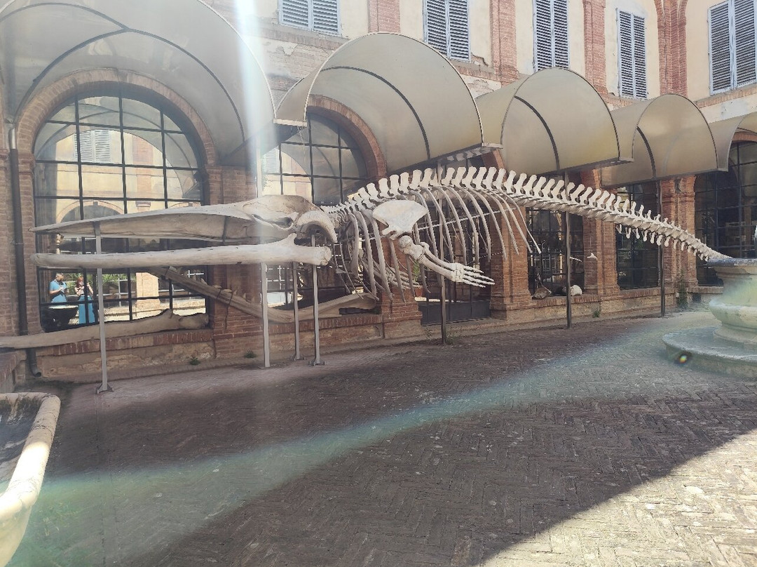 Museo di Storia Naturale dell'Accademia dei Fisiocritici-锡耶纳必去景点