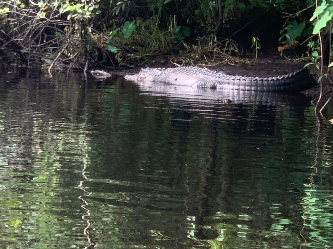 Amelia Island Kayak Excursions-费尔南迪纳岛必去景点