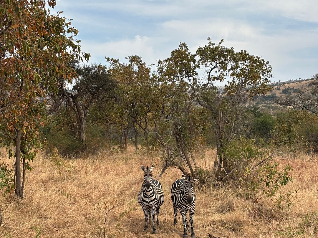 Devine African Safaris-吉佳利必去景点