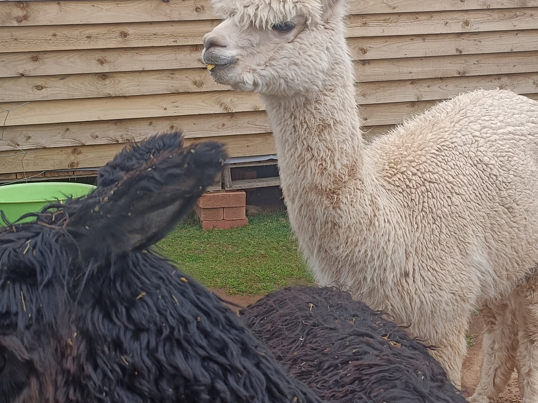 Severn Valley Alpacas-Bridgnorth必去景点