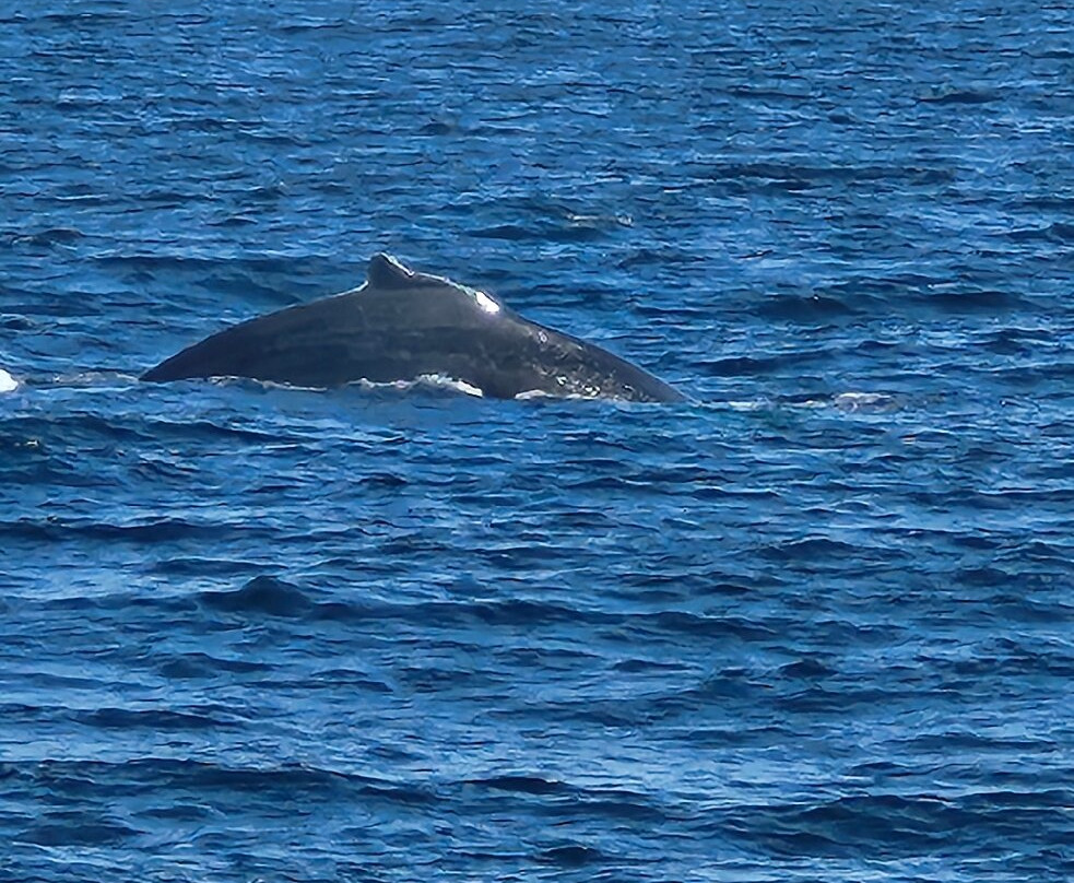 Bar Harbor Whale Watch Co.-巴港必去景点