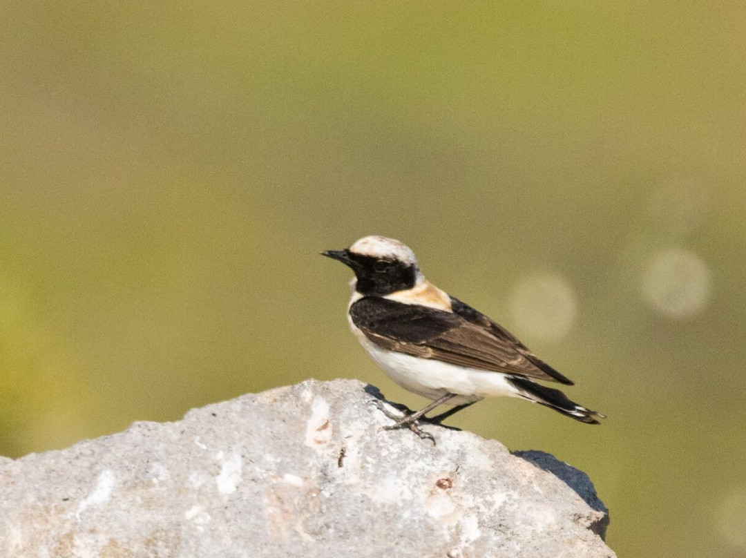Greece Bird Tours-Marathon必去景点