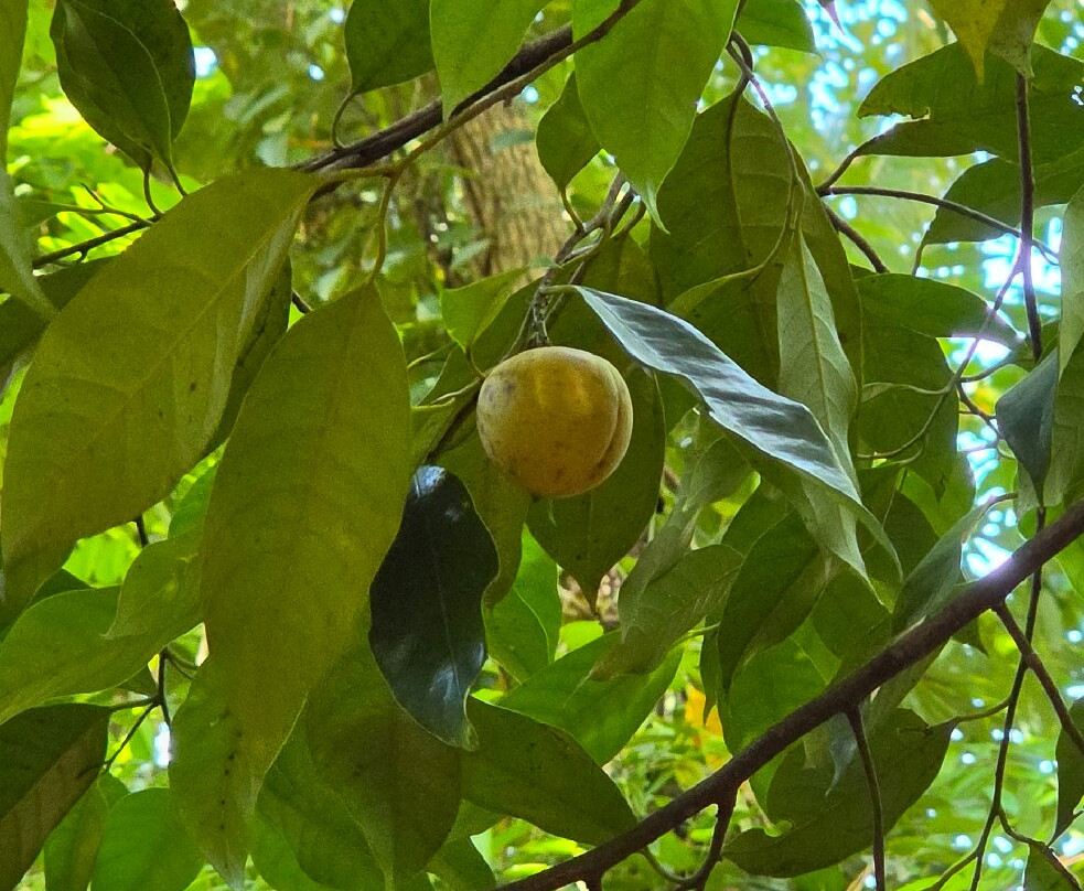 Luckgrove Spice Garden-Matale必去景点