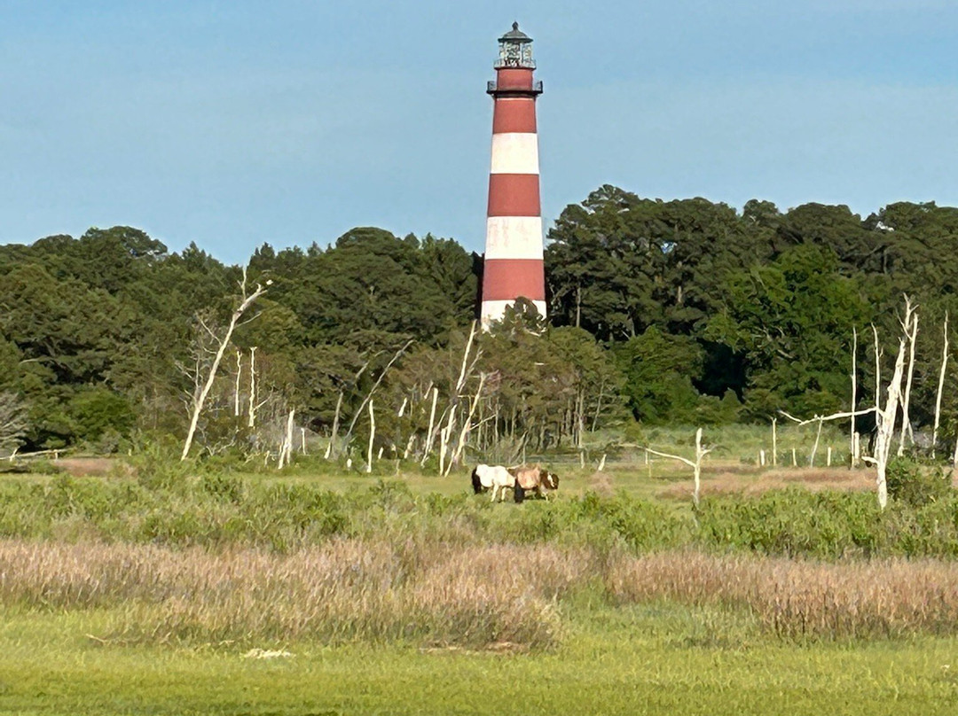 Barnacle Bill's Wild Pony Boat Tours-钦科蒂格岛必去景点