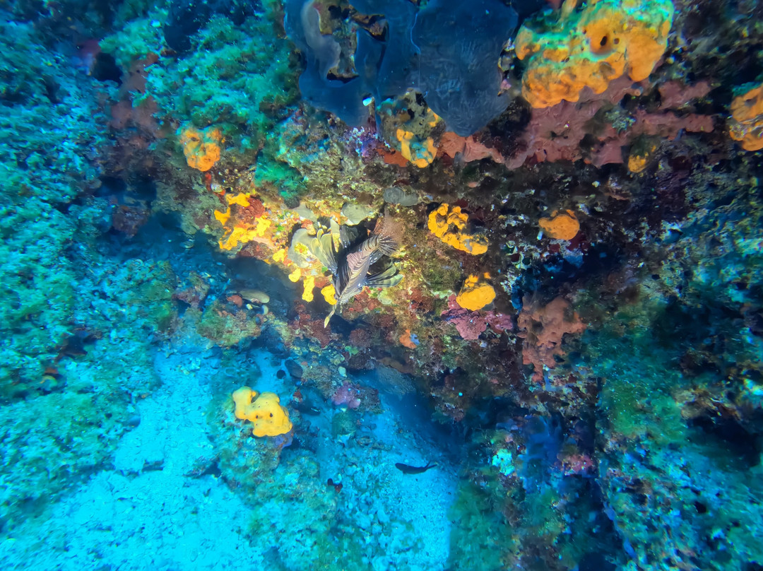 Seahorse Dive Center-瓦里必去景点