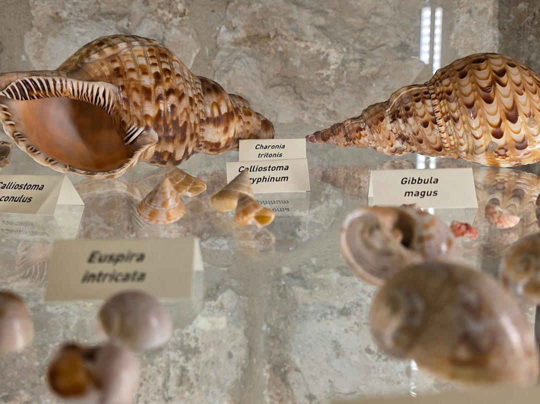 Shells Museum Malakoloski Muzej-玛卡沙必去景点