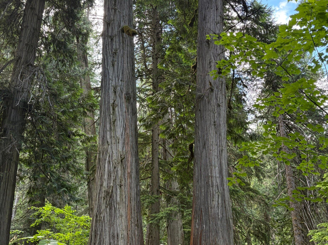 Giant Cedars Boardwalk Trail-雷夫尔斯托克必去景点