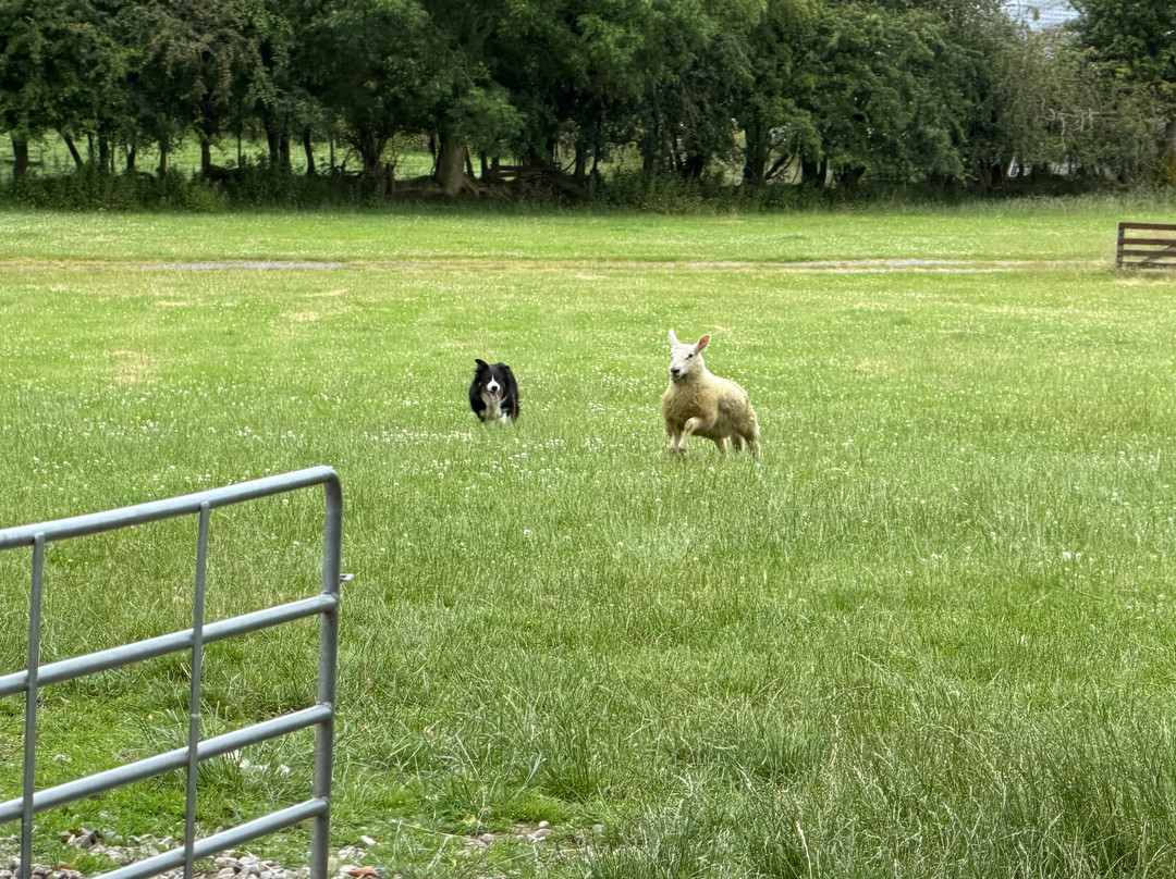 Irish Working Sheepdogs-基尔代尔郡必去景点