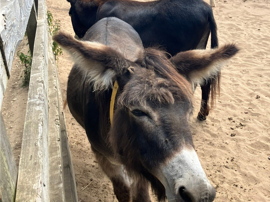 The Donkey Sanctuary-西德茅斯必去景点