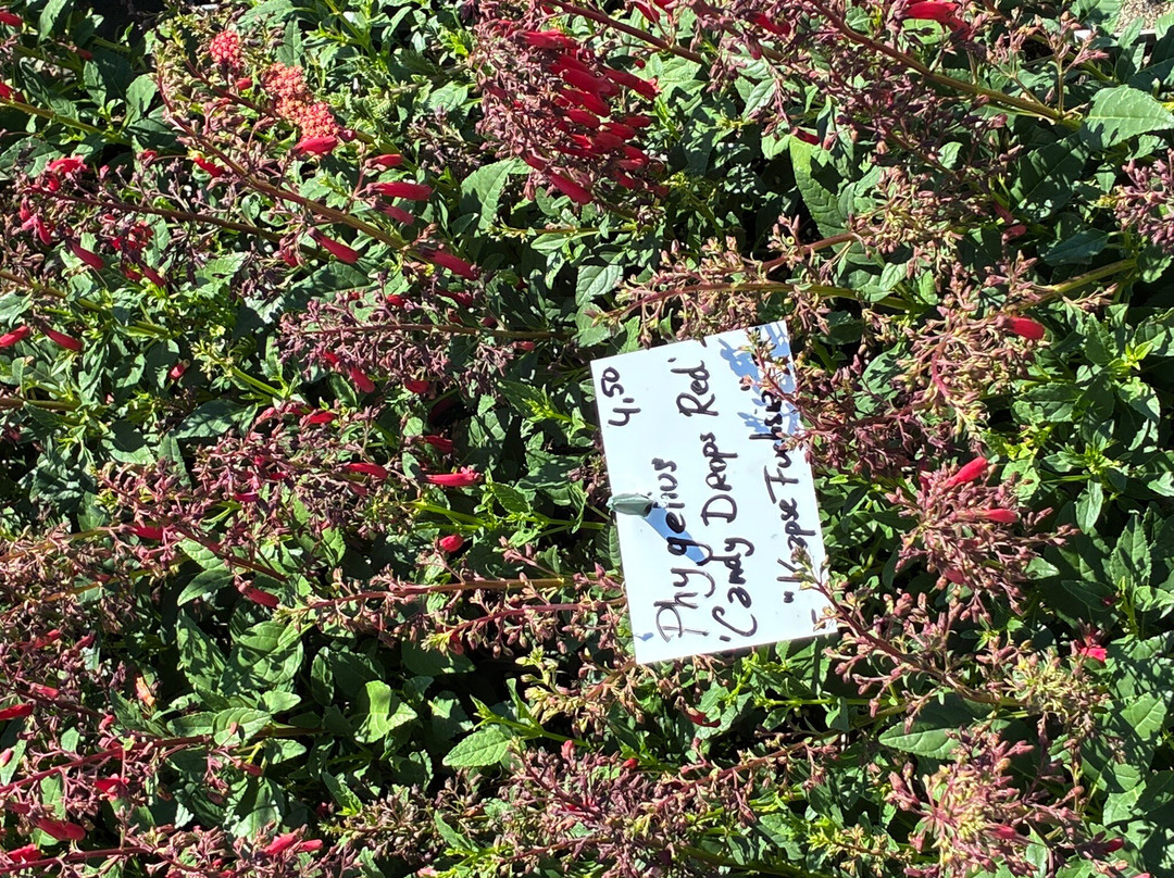 Coen Jansen Vaste Planten