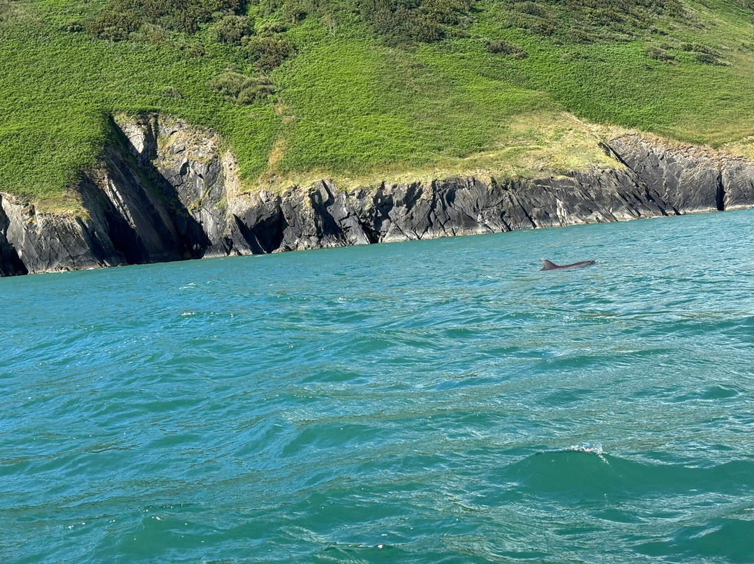 A Bay To Remember Wildlife Boat Trips-St. Dogmaels必去景点