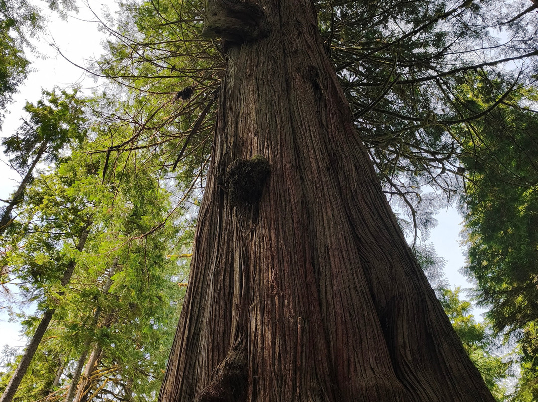 Bella Coola Grizzly Tours-Bella Coola必去景点