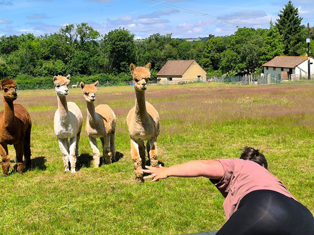 Reservoir Alpacas