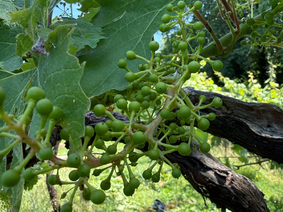 Chiltern Valley Winery & Brewery-泰晤士河畔亨利必去景点