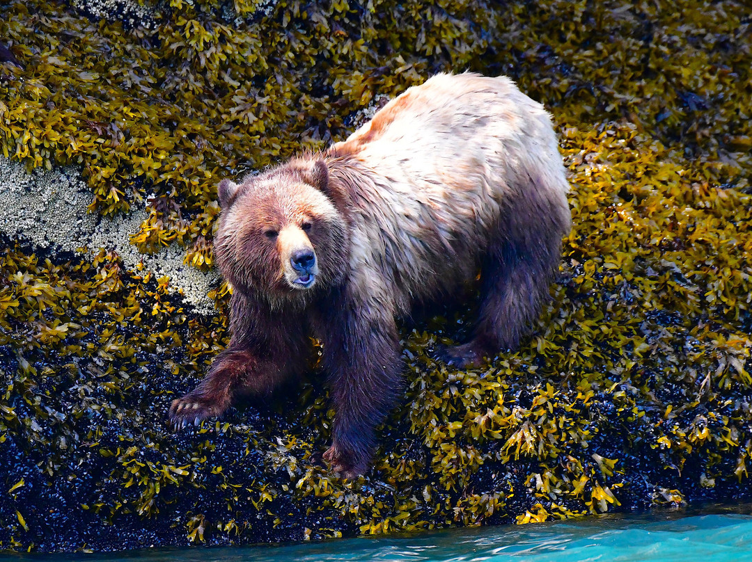Tide Rip Grizzly Tours-Telegraph Cove必去景点