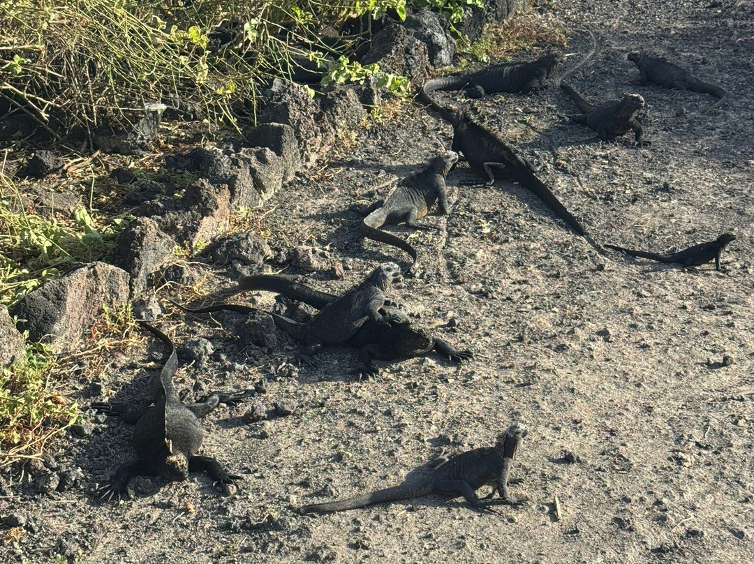 Isabela Island-伊莎贝拉岛必去景点