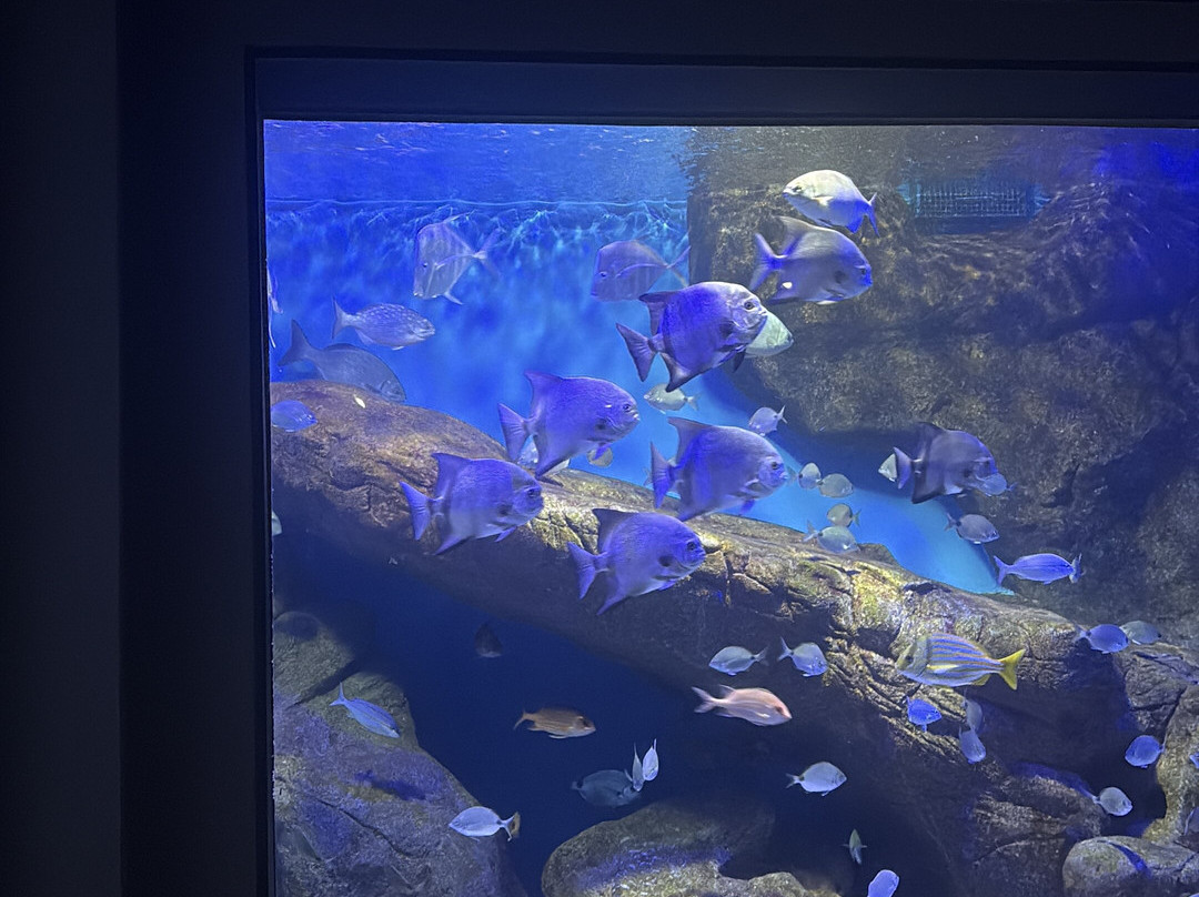 AquaRio-里约热内卢必去景点