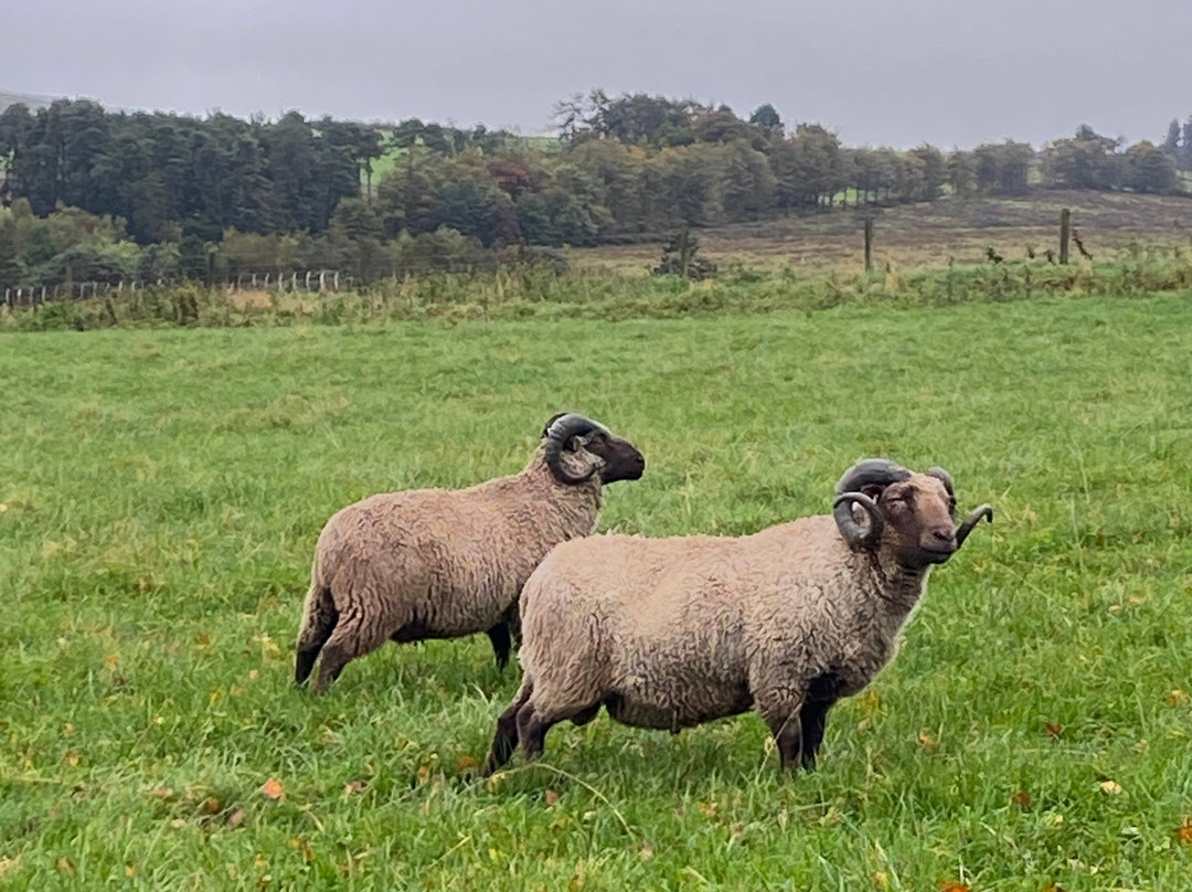 Bairnkine Farm Tours-Jedburgh必去景点