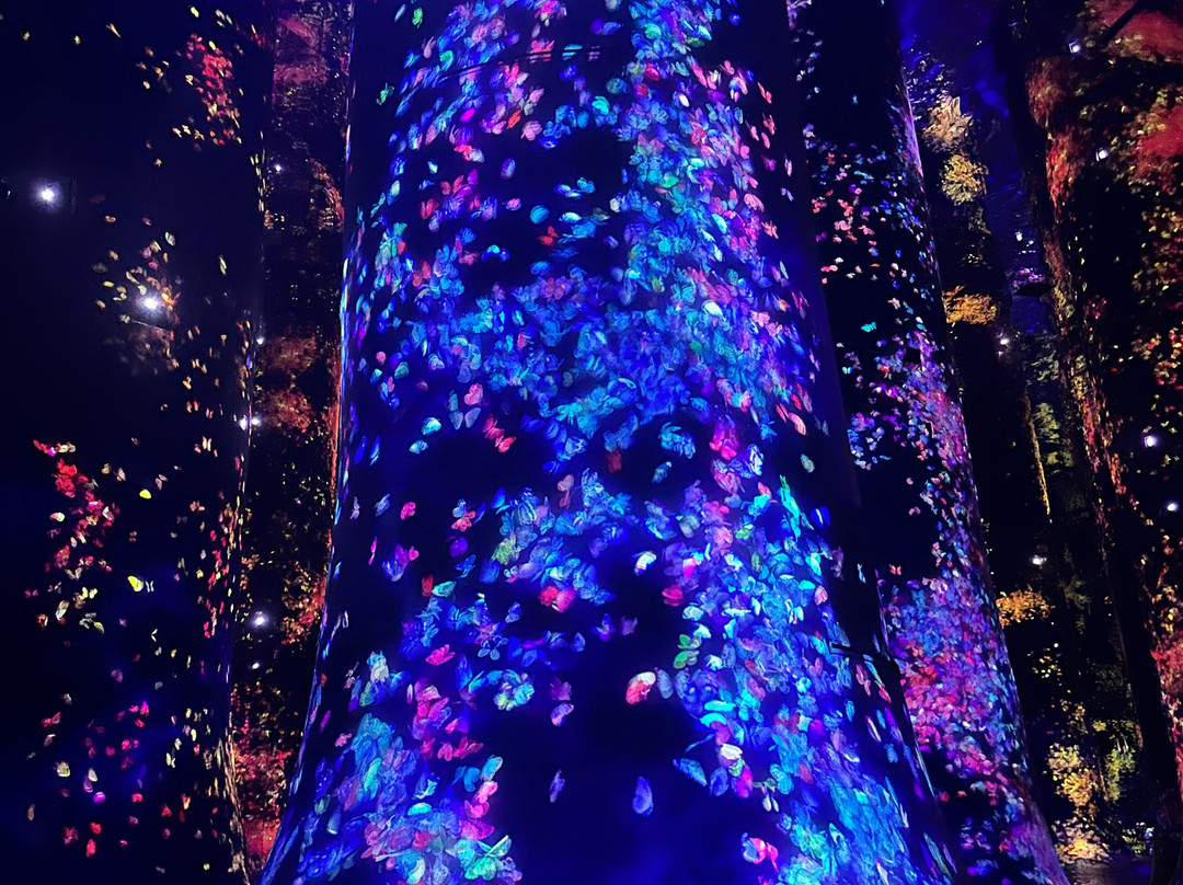 teamLab Phenomena Abu Dhabi-阿布扎比必去景点