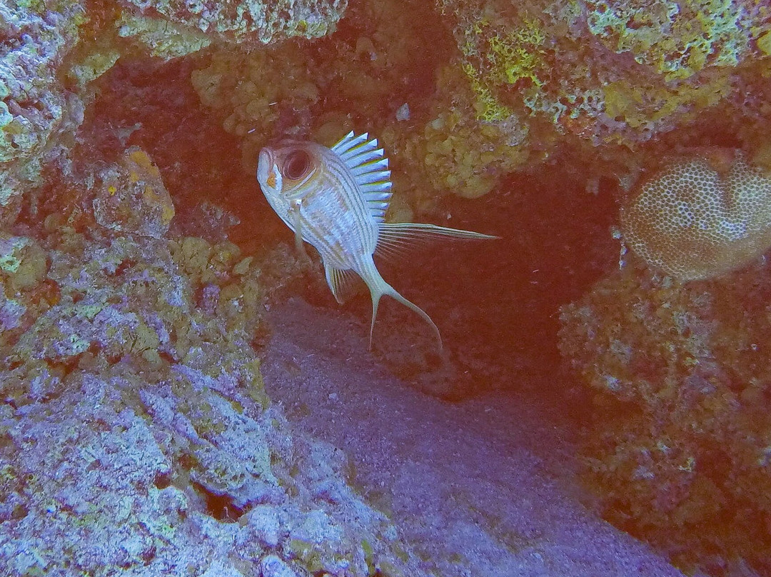 Dive Bermuda at Somerset-Sandys Parish必去景点