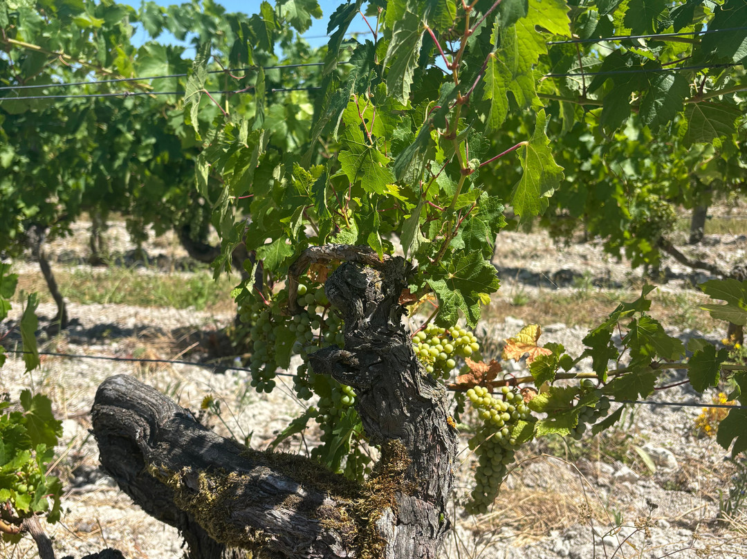 Domaine Charles Joguet-Sazilly必去景点