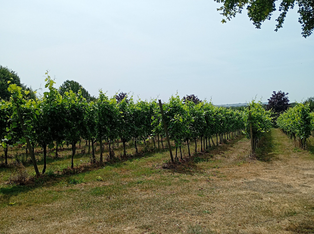 Bluestone Vineyards-索尔兹伯里必去景点