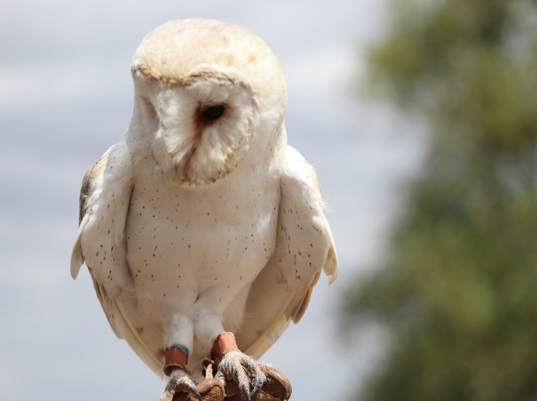 Raptor Foundation-Woodhurst必去景点