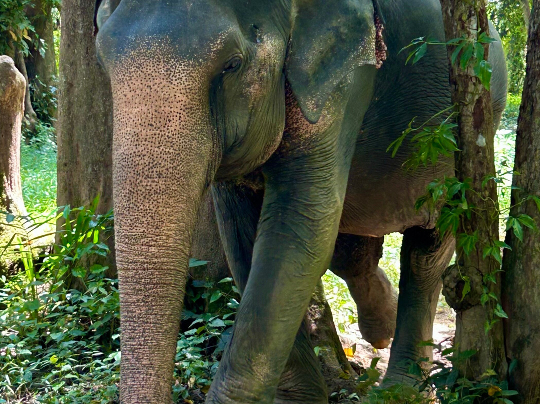 Khao Sok Elephant Sanctuary-拷索国家公园必去景点