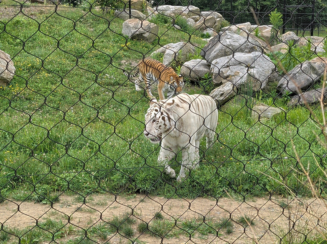 Keystone Safari-格罗夫城必去景点