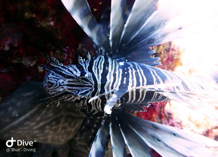 Blue Diving Center-Nea Potidea必去景点