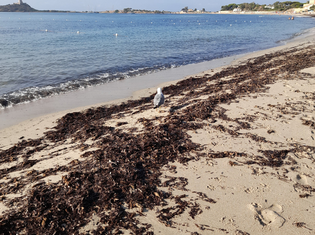 Spiaggia di Nora-普拉必去景点