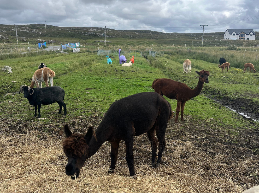 Callanish Alpacas-Callanish必去景点