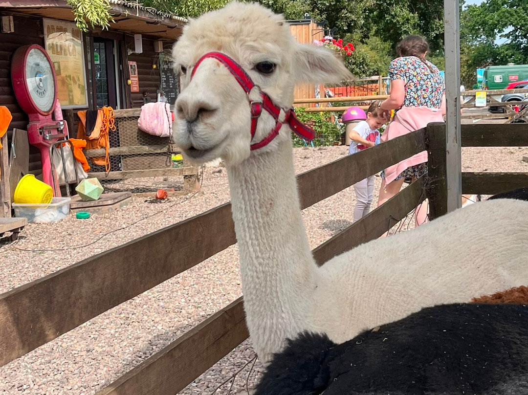 Lucky Tails Alpaca Farm-Atherstone必去景点