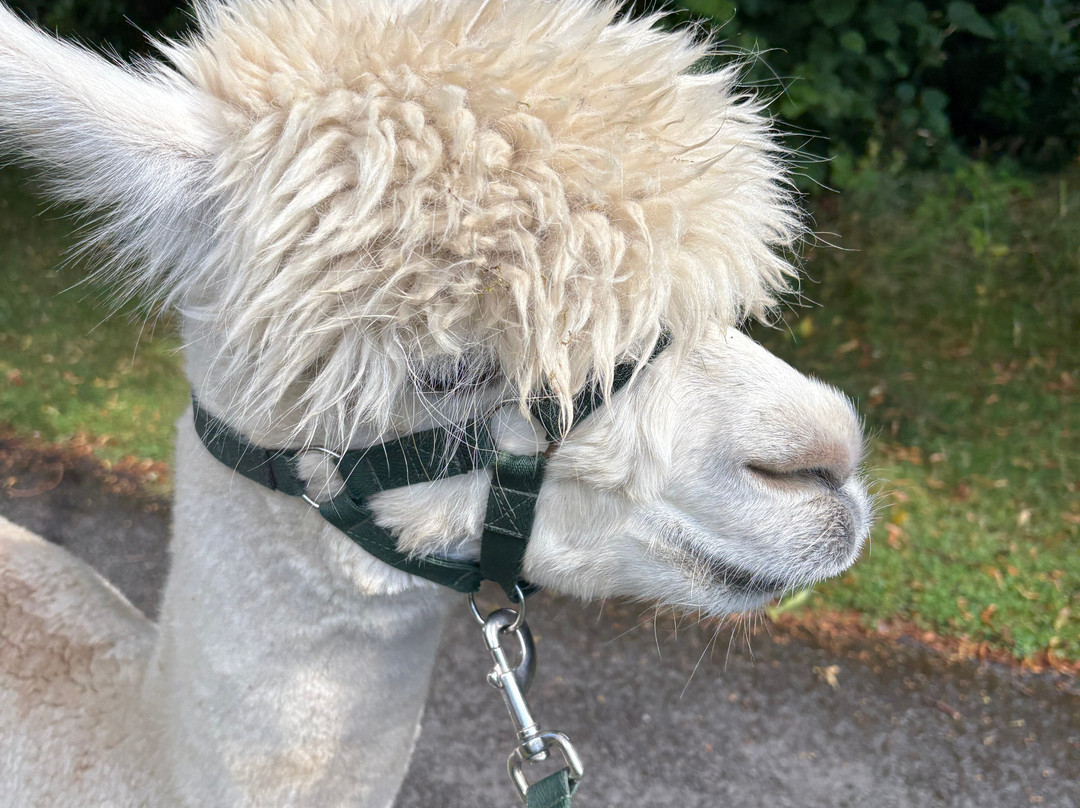 Alpacaly Ever After-Portinscale必去景点
