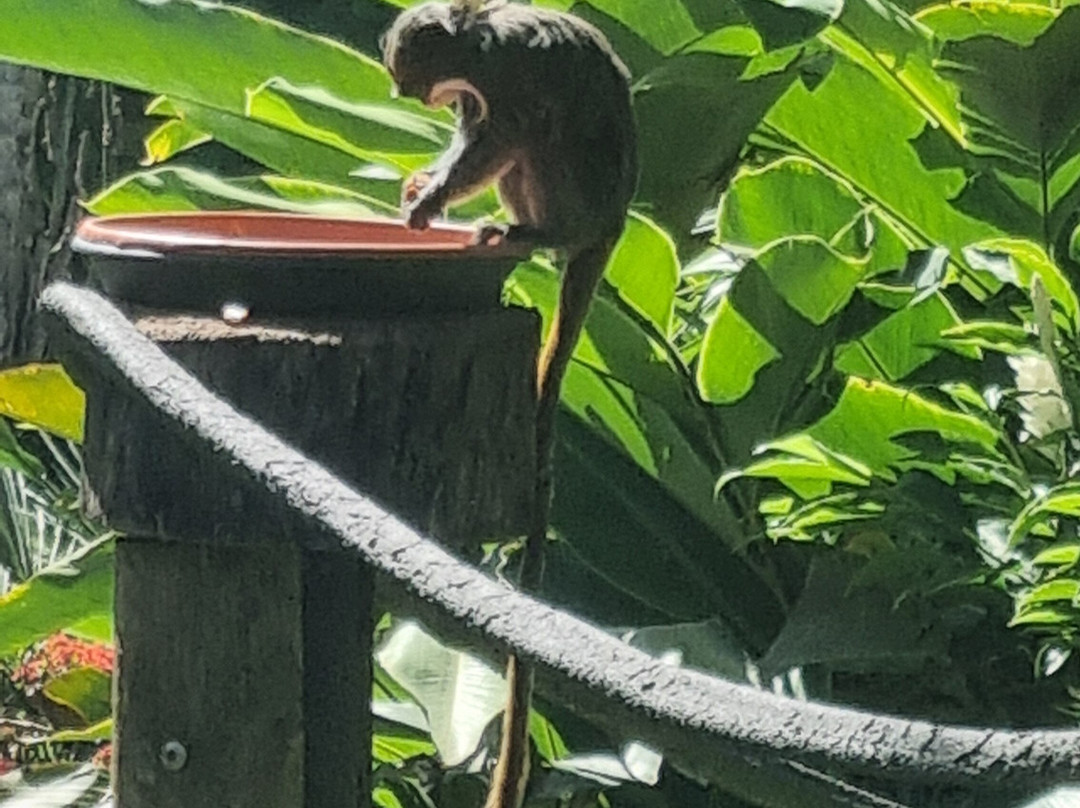 Zoo de Martinique-Le Carbet必去景点