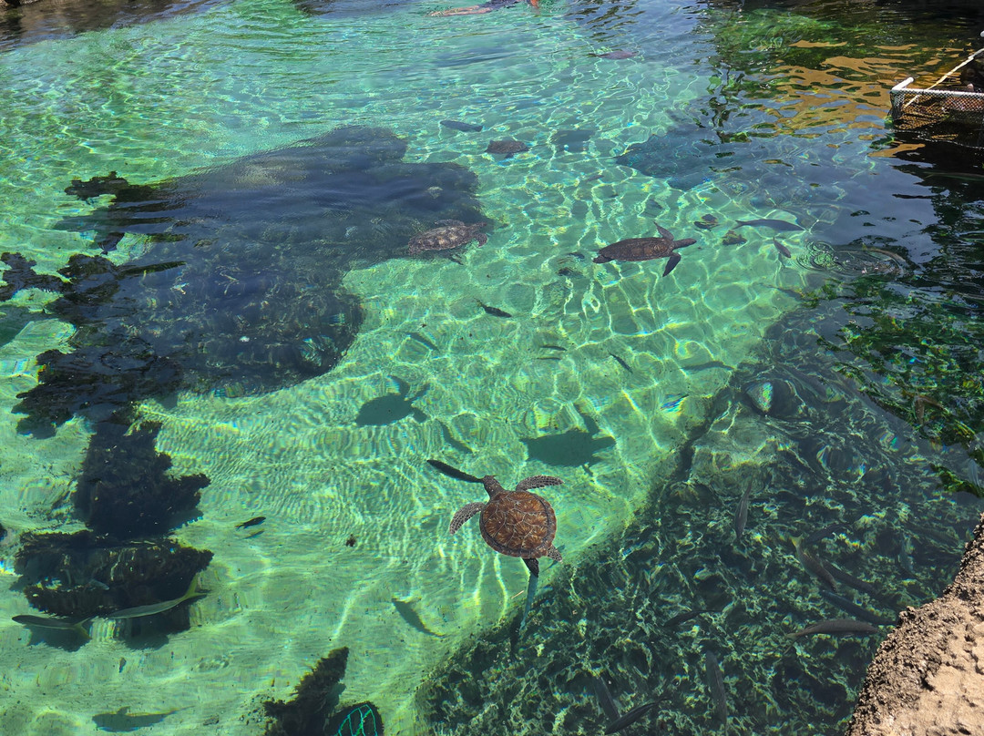 Cayman Turtle Centre: Island Wildlife Encounter-西湾必去景点