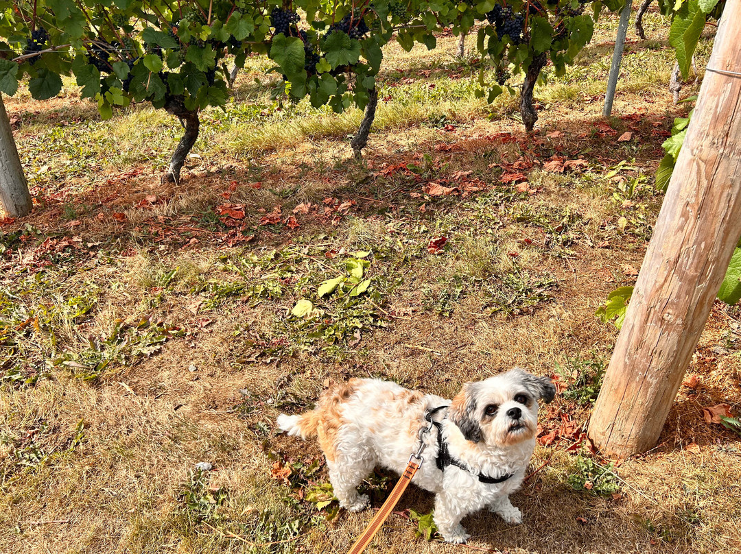 Kerry Vale Vineyard-Church Stoke必去景点