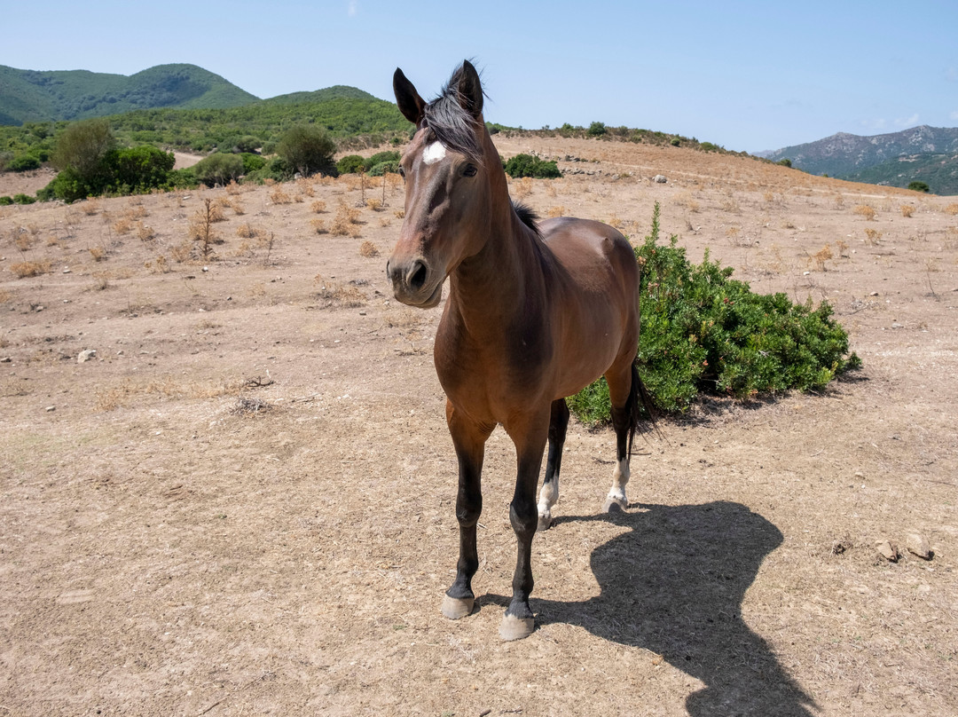 Best Sardinia Trips by Jebel Sardinia-奥罗塞必去景点