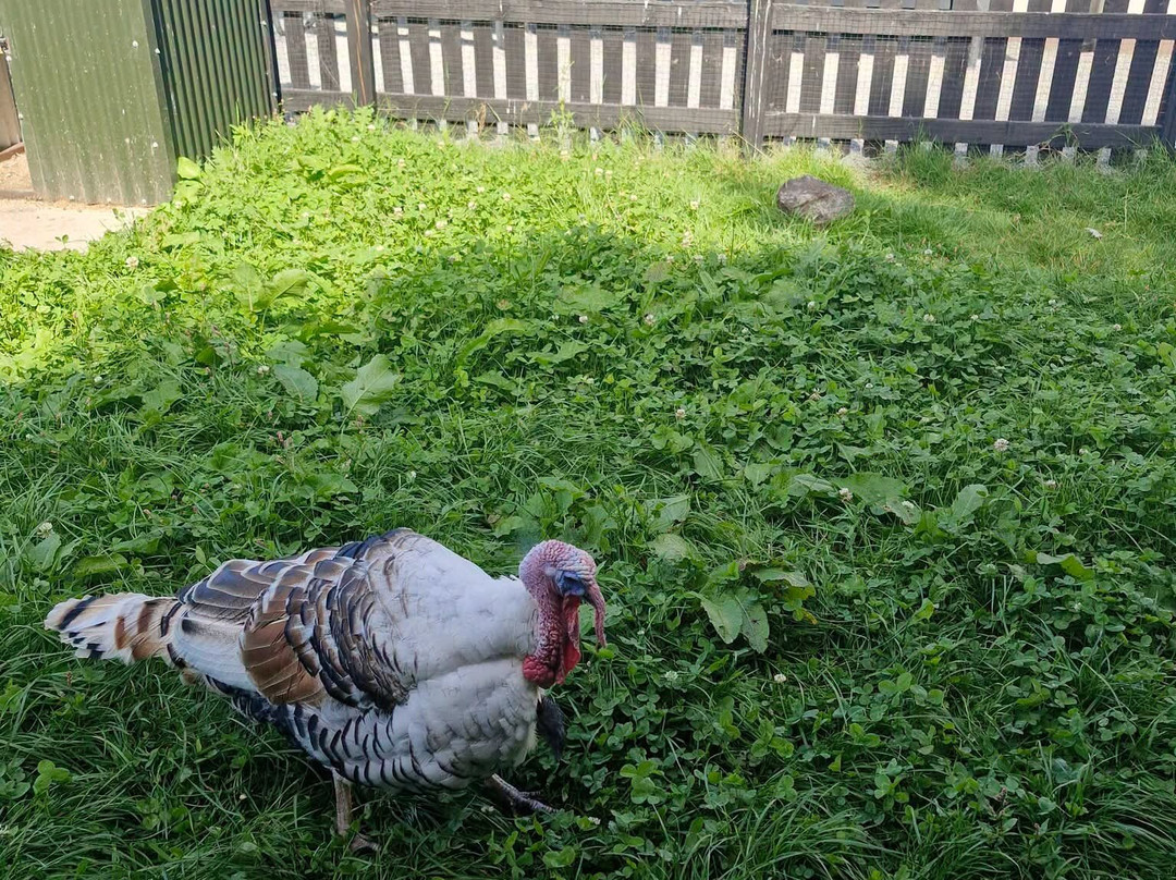 Glendeer Pet Farm-阿斯隆必去景点
