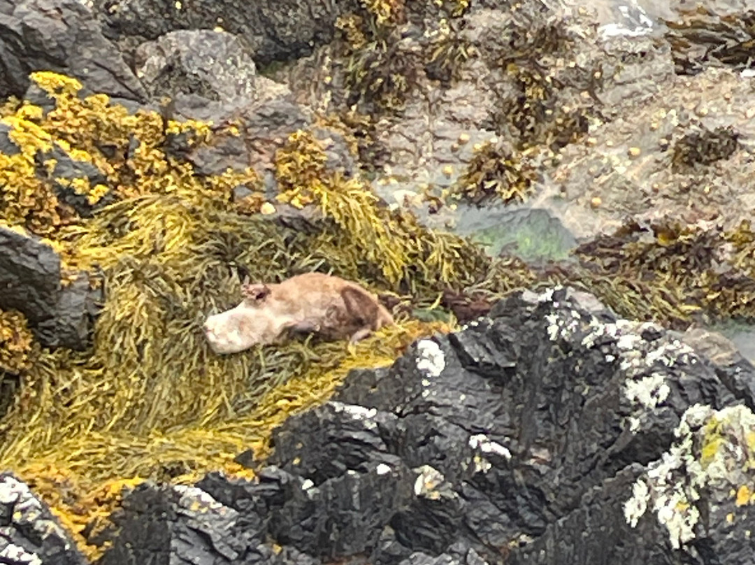 Shetland Nature-Unst必去景点