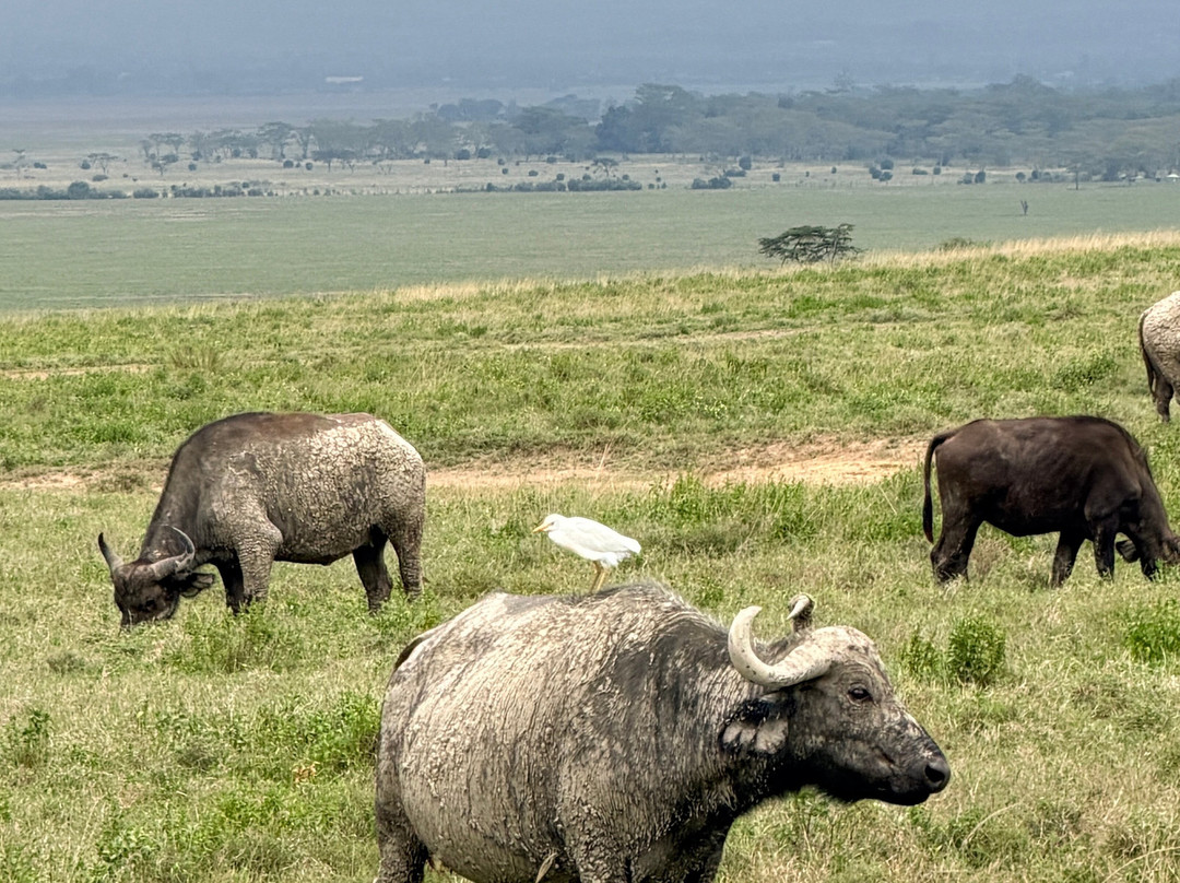 Cherish Africa Safaris-Kikuyu必去景点