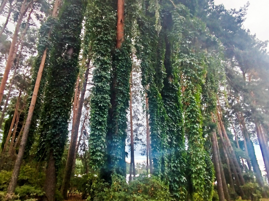 Central Botanical Garden of the National Academy of Sciences of Belarus-明斯克必去景点